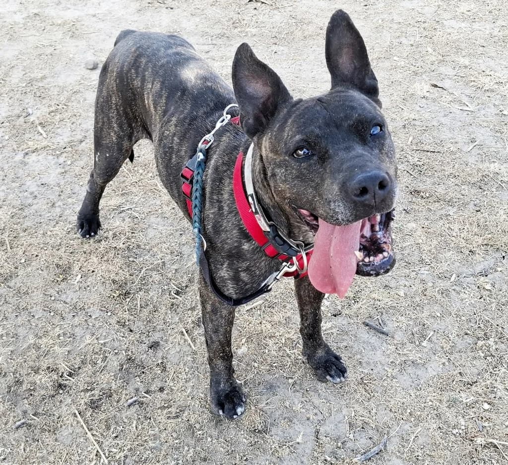 EVORA, female Pit Bull Terrier for adoption at ANAA Madrid, Madrid