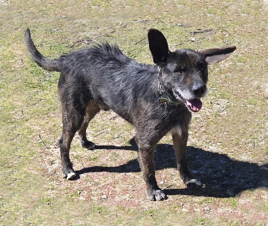 VASCO, male Mixed Breed for adoption at ANAA Madrid, Madrid