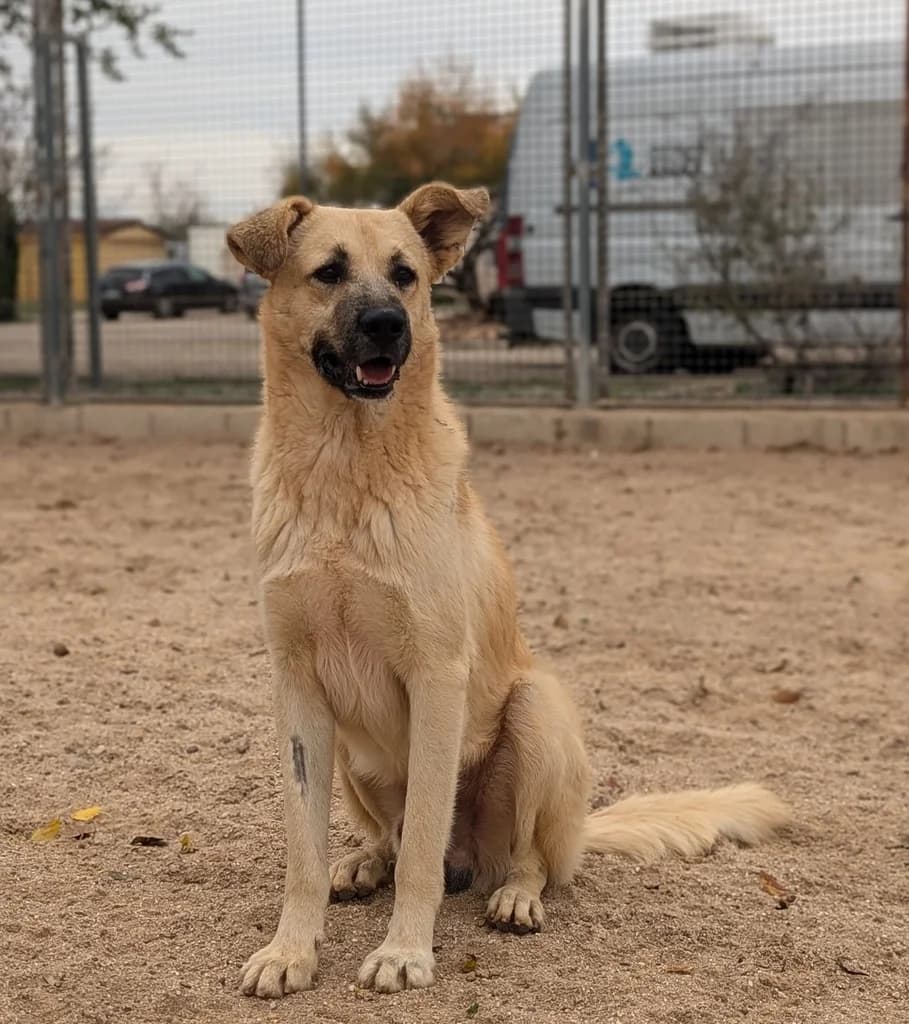 YADO, male Mixed Breed for adoption at ANAA Madrid, Madrid