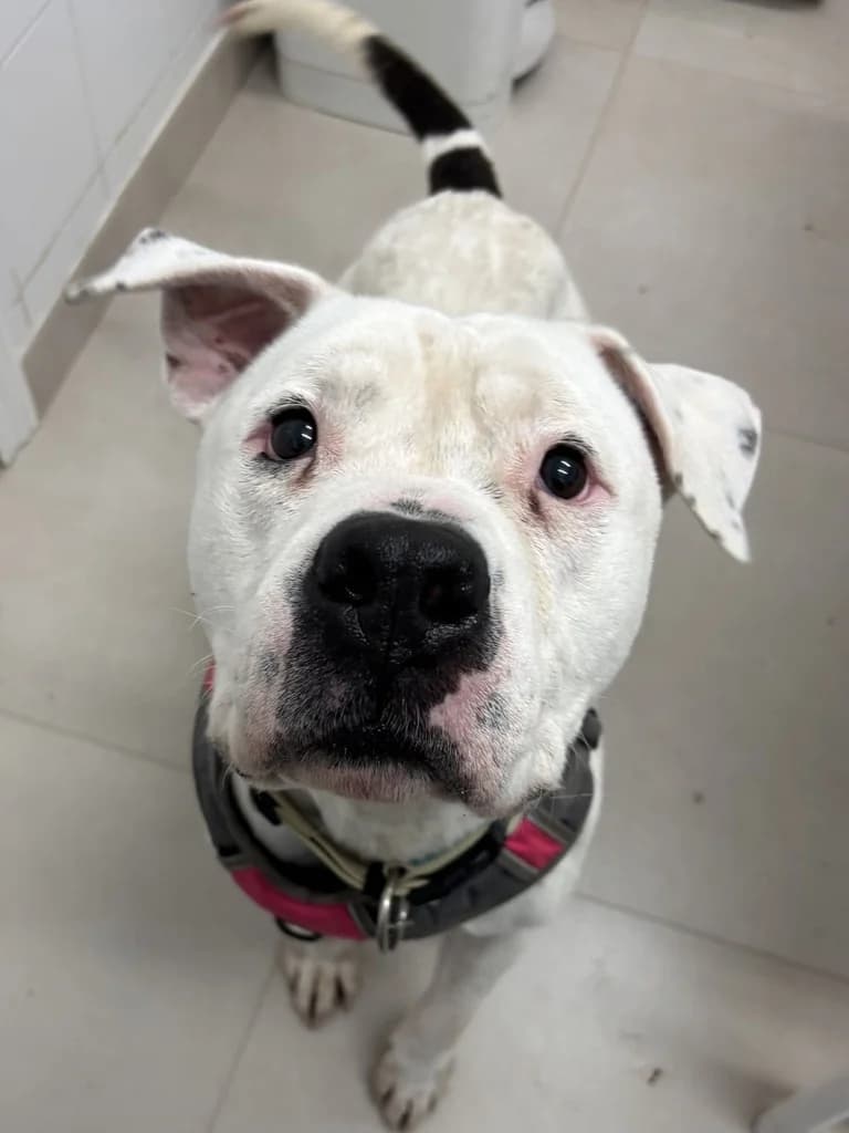 GOKU, male American Staffordshire Terrier for adoption at ANAA Madrid, Madrid