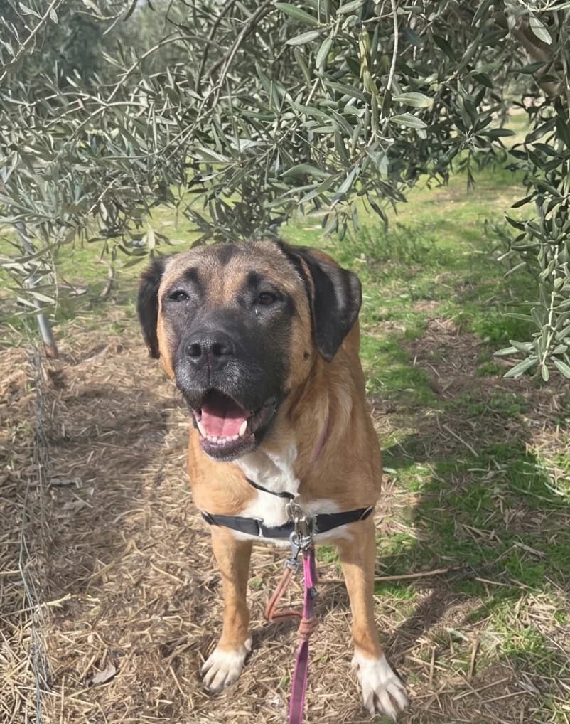 YUMA, female Mixed Breed for adoption at ANAA Madrid, Madrid