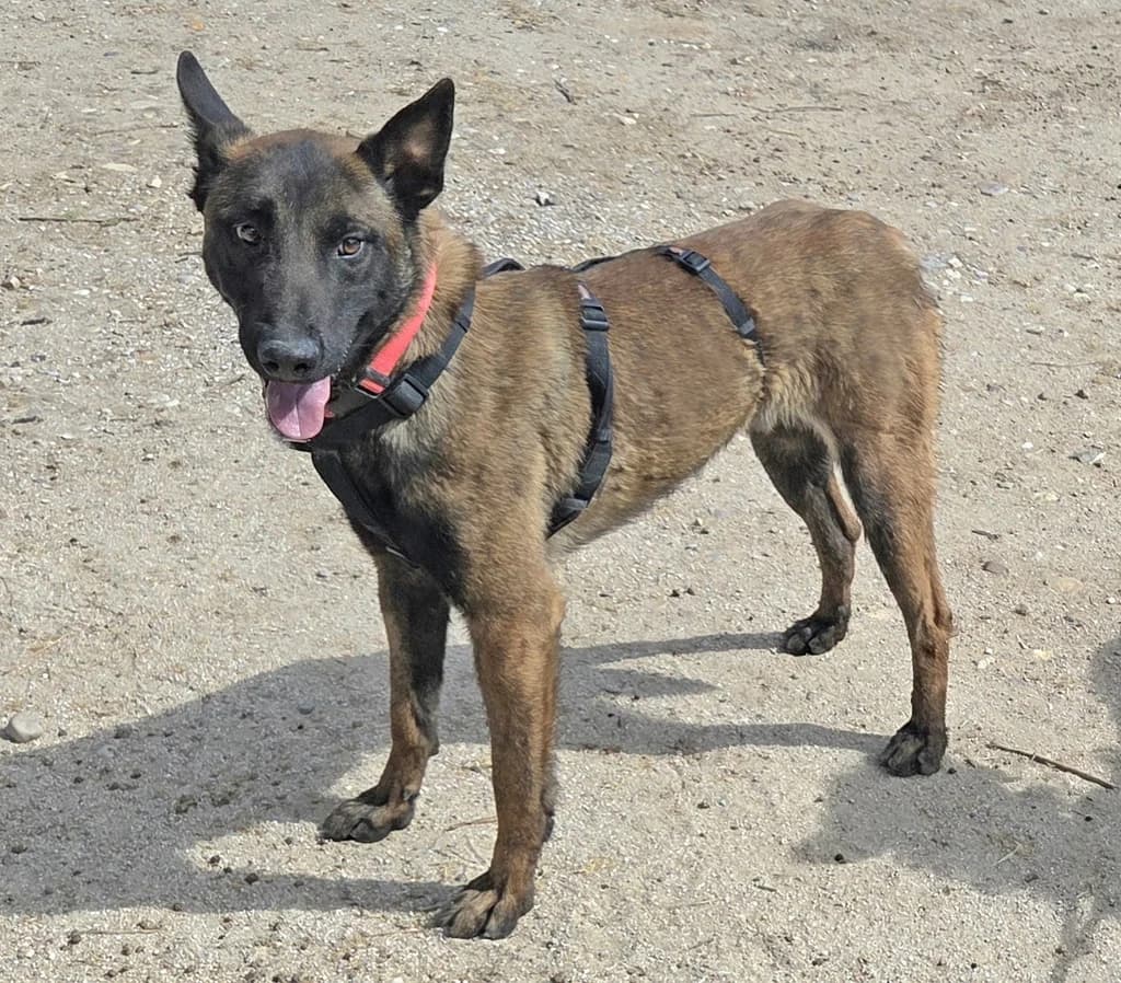 MERLE, male Belgian Malinois for adoption at ANAA Madrid, Madrid