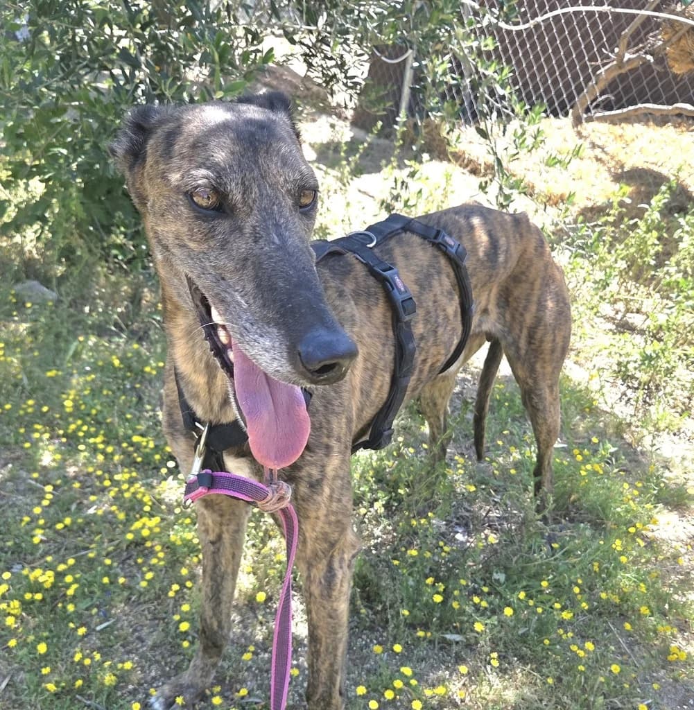 TIBURON JUMILLA, male Galgo Español for adoption at ANAA Madrid, Madrid