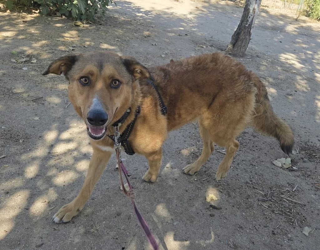 WENDY, female Mixed Breed for adoption at ANAA Madrid, Madrid