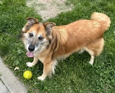 MYA, female Border Collie for adoption at ANAA Madrid, Madrid