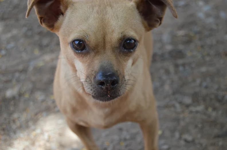 Sandy, female senior Mixed Breed for adoption at Anahi Dog Rescue