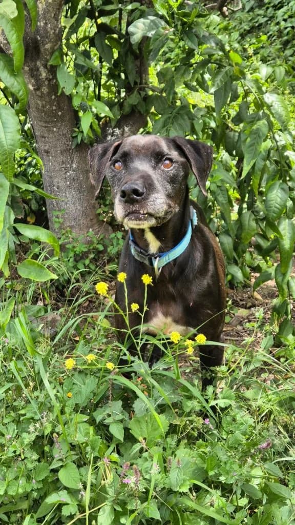 Thor, male senior Mixed Breed for adoption at Anahi Dog Rescue