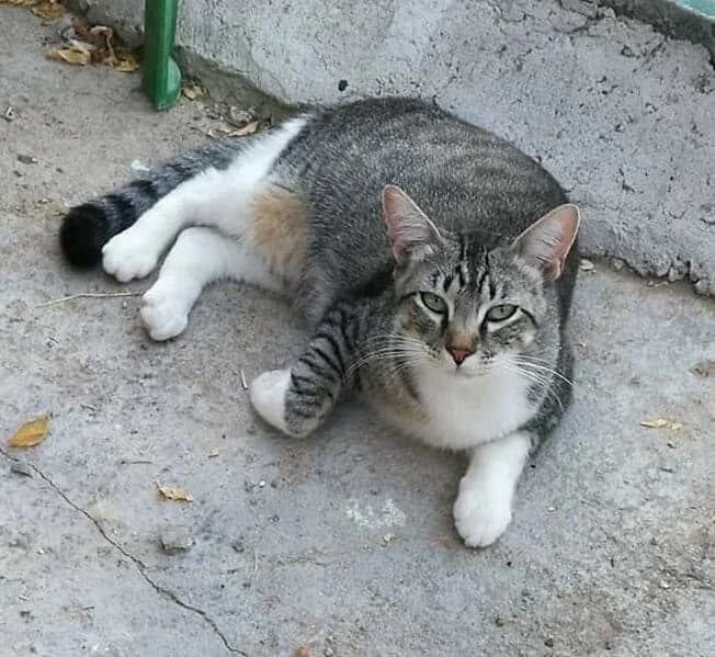 Erin, female Mixed Breed for adoption at Gatos Ancat