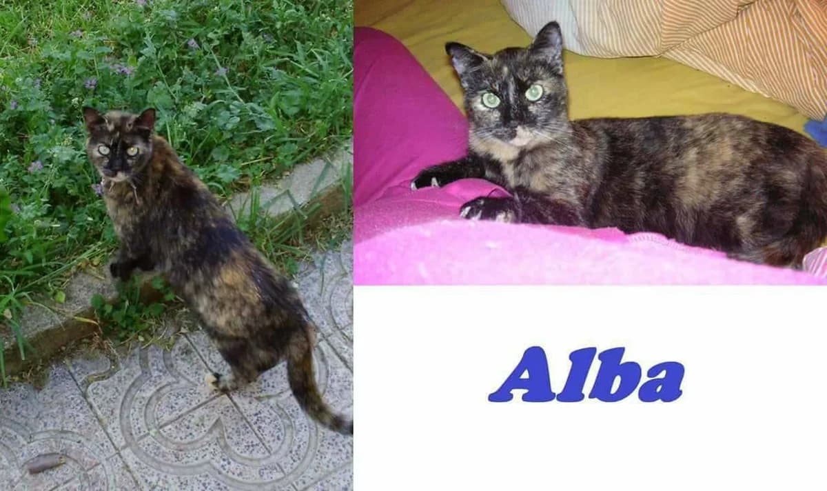 Alba, female Mixed Breed for adoption at Gatos Ancat