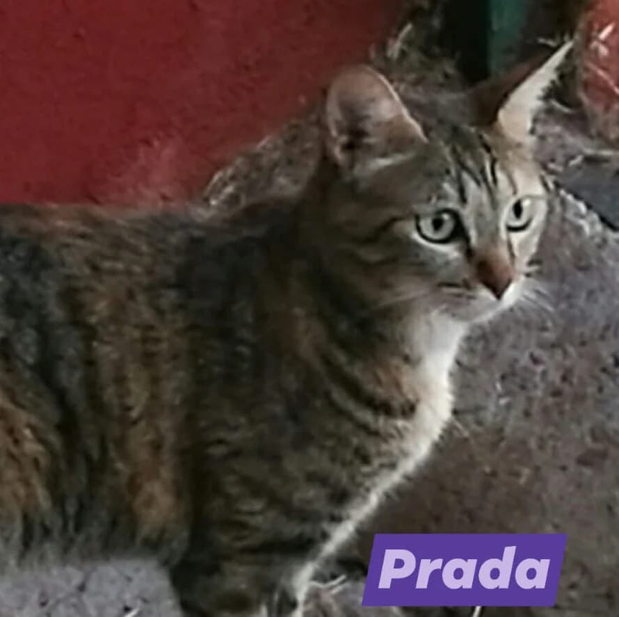 Prada, female Mixed Breed for adoption at Gatos Ancat
