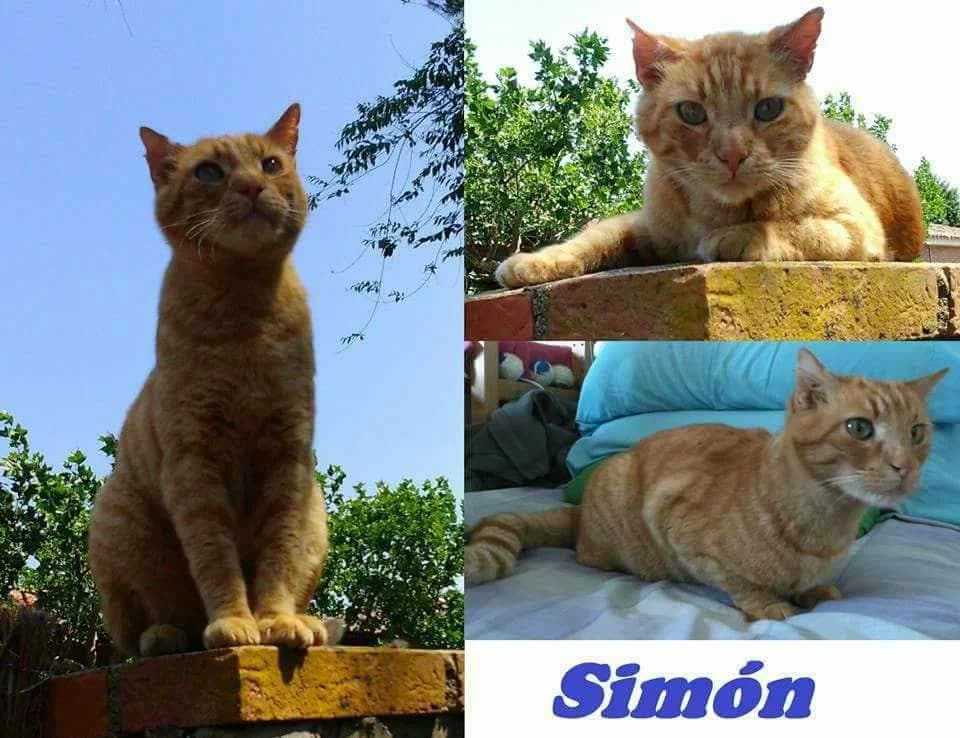 Simón, male Mixed Breed for adoption at Gatos Ancat