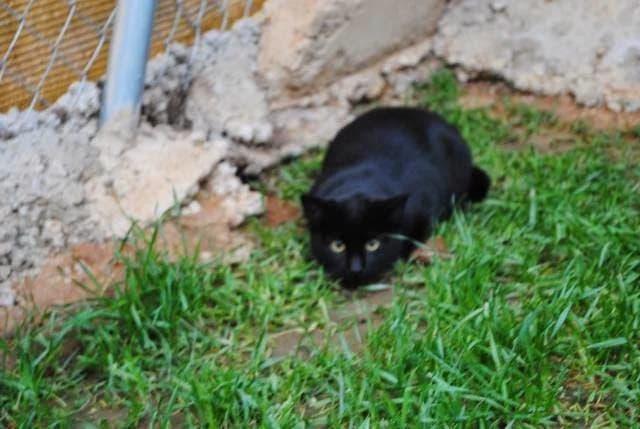Wolf, male senior Mixed Breed for adoption at Gatos Ancat