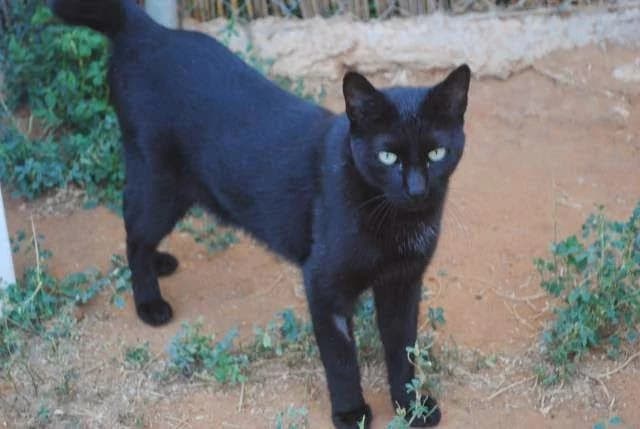Goliath, male senior Mixed Breed for adoption at Gatos Ancat