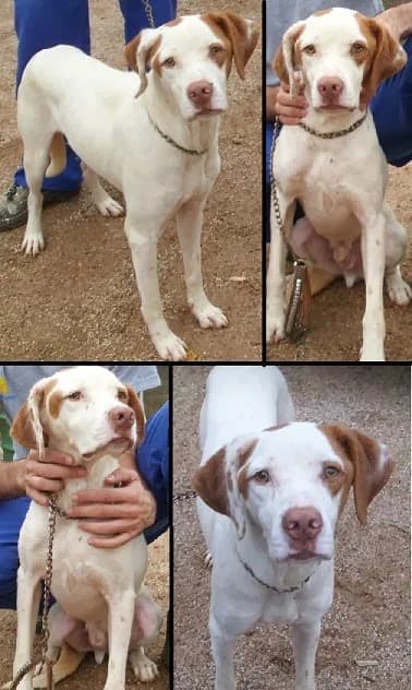 Bettoveen, blanco/marrón male Mixed Breed for adoption at Animaex Extremadura