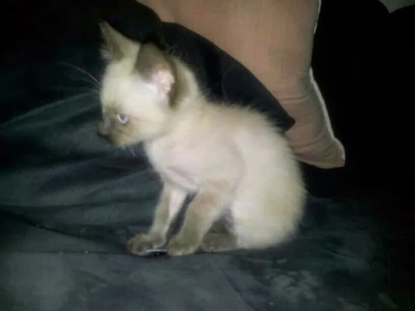 GATITO, blanco y gris Tamaño: pequeño male senior Mixed Breed for adoption at Animaex Extremadura
