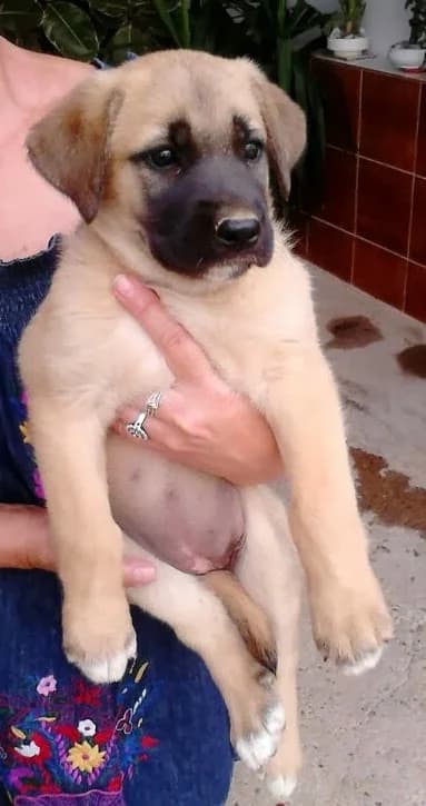 Cachorra, negro/canela Tamaño: grande female senior Mixed Breed for adoption at Animaex Extremadura