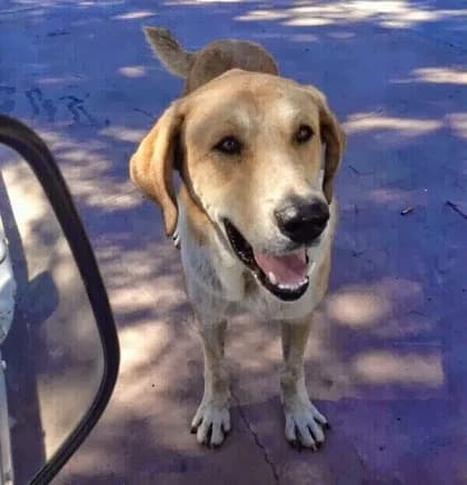 Cruce, canela Tamaño: grande male Mixed Breed for adoption at Animaex Extremadura