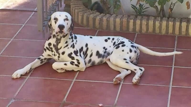 Dálmata, negro/blanco Tamaño: mediano-grande * Ob male Mixed Breed for adoption at Animaex Extremadura