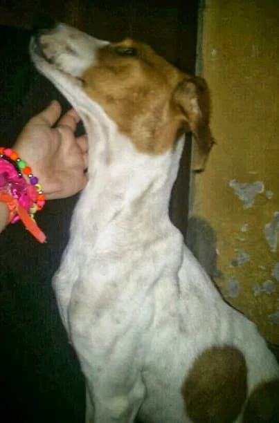 Perrita, blanco/marrón Tamaño: pequeño * Observac female senior Mixed Breed for adoption at Animaex Extremadura
