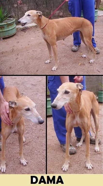 Dama, canela Tamaño: mediano * Observaciones: female Mixed Breed for adoption at Animaex Extremadura