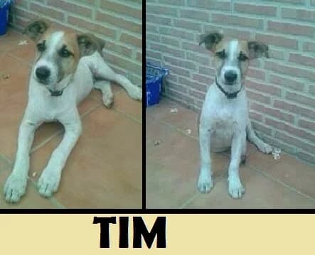 TIM, blanco/marrón Tamaño: pequeño male senior Mixed Breed for adoption at Animaex Extremadura