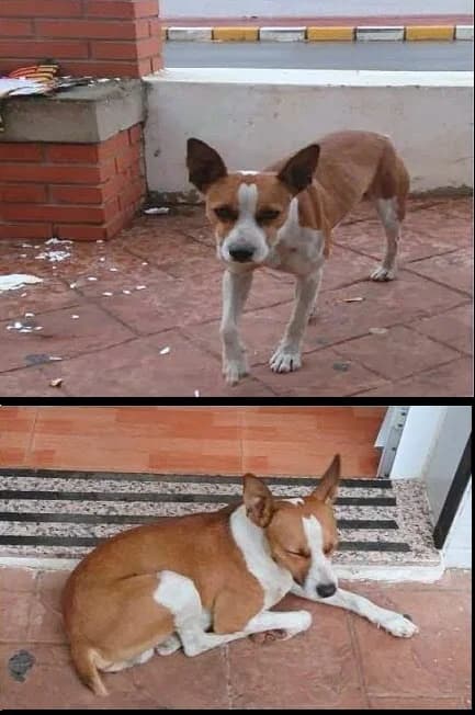 Perrito, male Mixed Breed for adoption at Animaex Extremadura