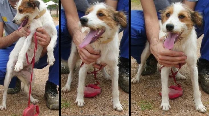 Kira, blanco/marrón Tamaño: pequeño * Observac female Mixed Breed for adoption at Animaex Extremadura
