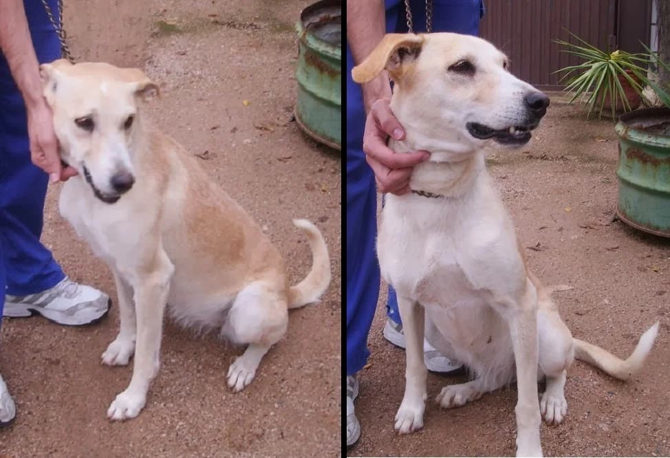 Musa, blanca/canela female Mixed Breed for adoption at Animaex Extremadura