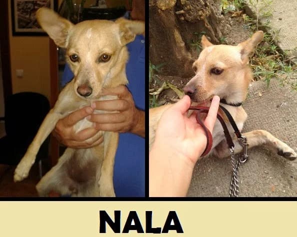 NALA, canela Tamaño: pequeño * Observaciones: female senior Mixed Breed for adoption at Animaex Extremadura