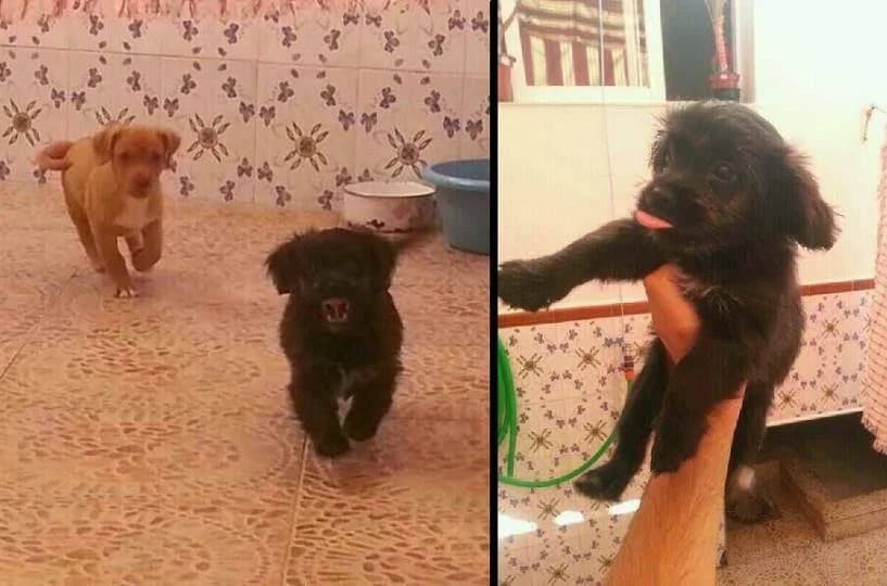 Negri, negro Tamaño: pequeño Necesito adopción female Mixed Breed for adoption at Animaex Extremadura