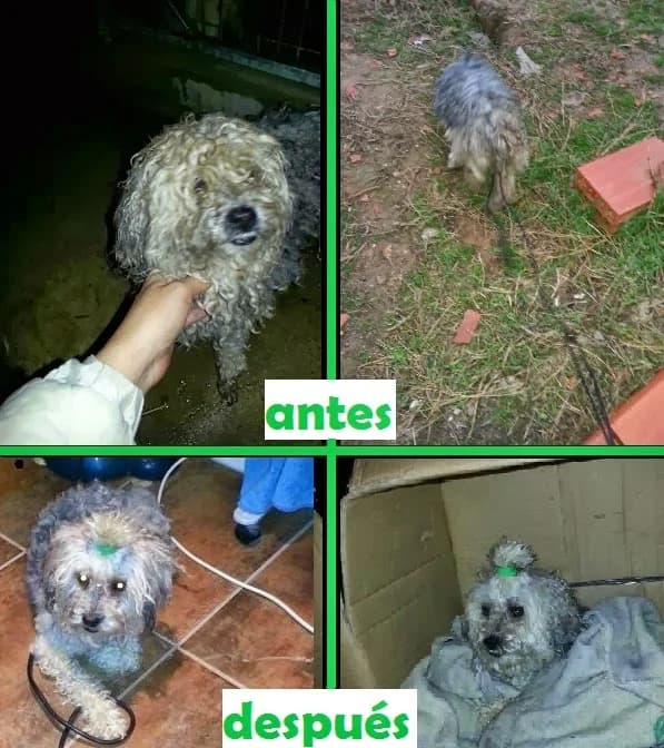 Perrita, blanco/gris Tamaño: pequeño female Mixed Breed for adoption at Animaex Extremadura