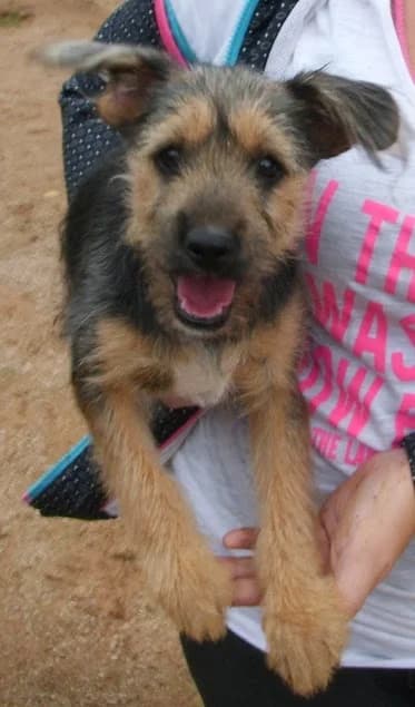 Revoltoso, negro/marrón male senior Mixed Breed for adoption at Animaex Extremadura