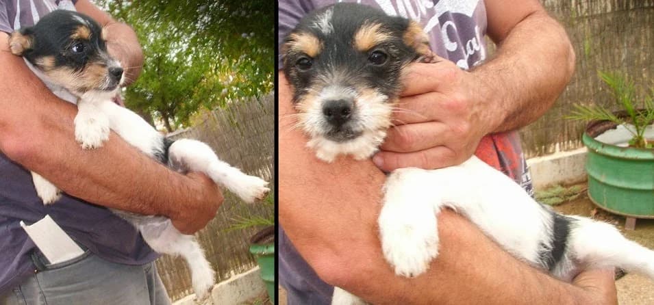 Terri, blanco/negro/marrón female senior Mixed Breed for adoption at Animaex Extremadura