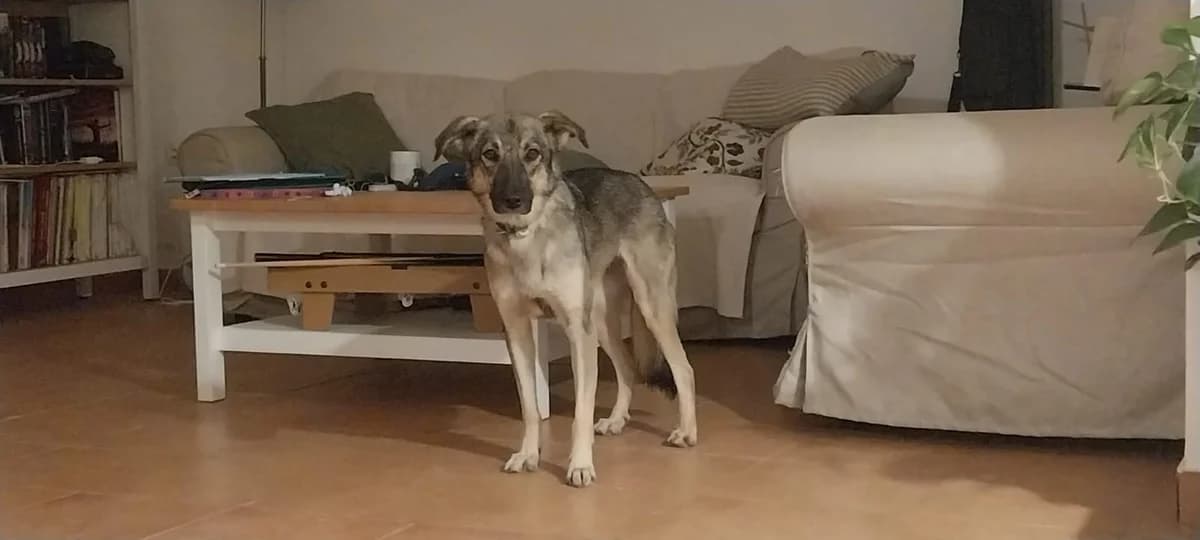 MULAN, female Mixed Breed for adoption at Animales de Baeza
