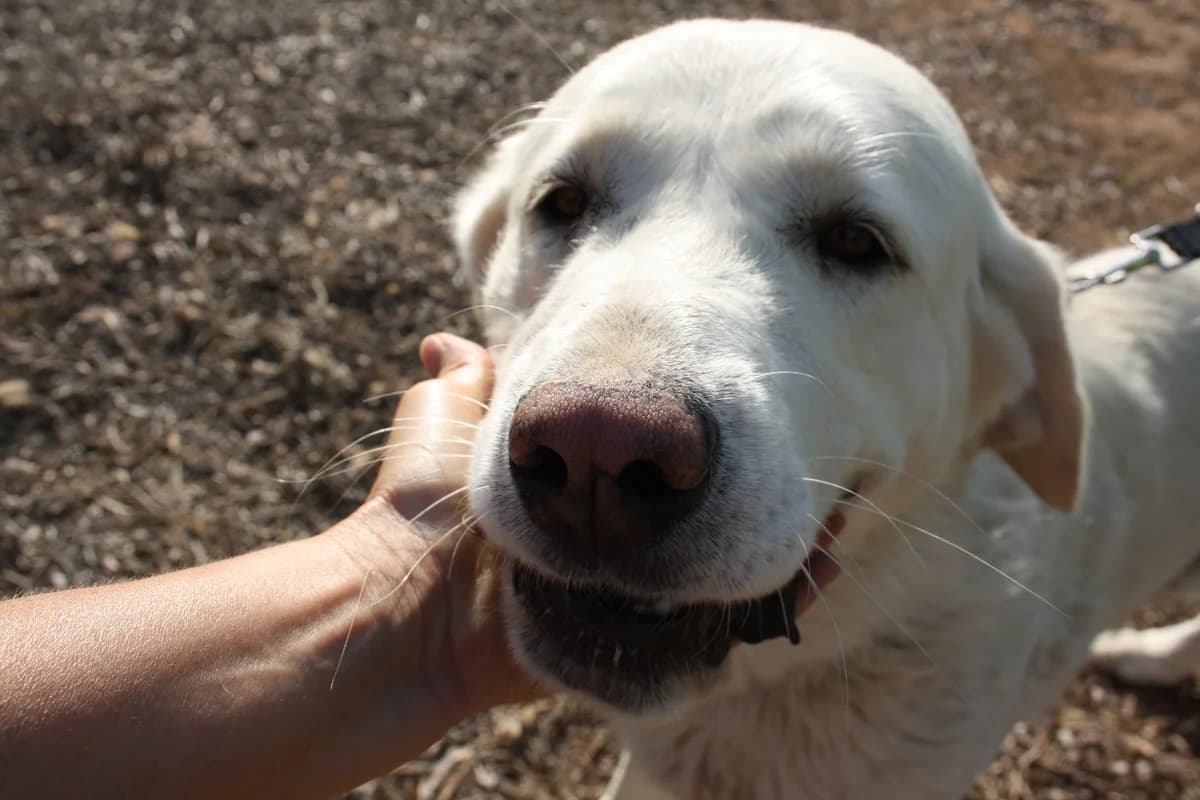 BLANCA, female Mixed Breed for adoption at Animales de Baeza
