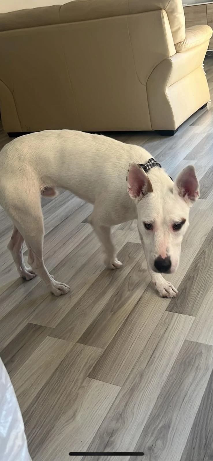 DRACO, male Mixed Breed for adoption at Animales de Baeza