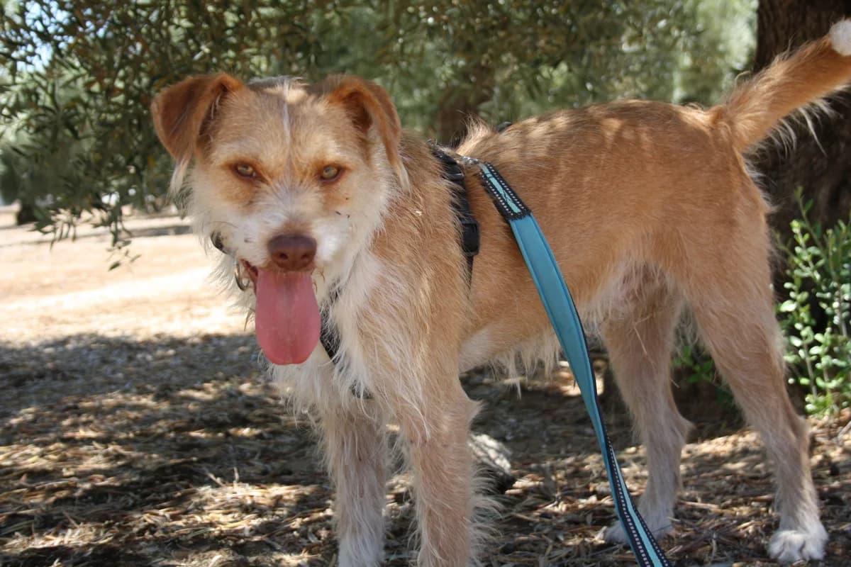 JIMMY, male Mixed Breed for adoption at Animales de Baeza