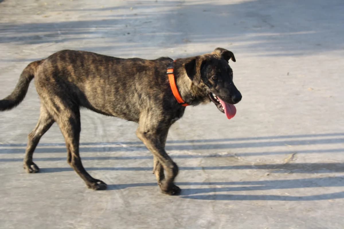 CLARA, female Mixed Breed for adoption at Animales de Baeza