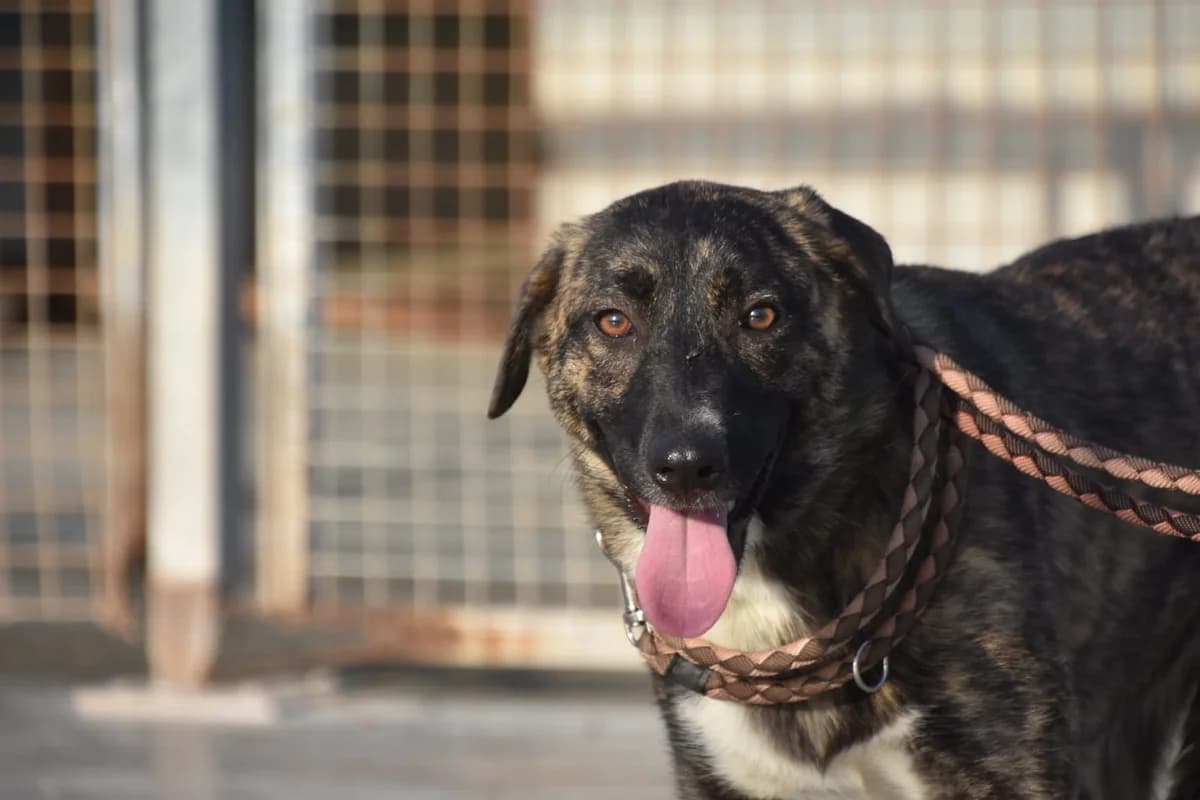 LOTTA, female Mixed Breed for adoption at Animales de Baeza