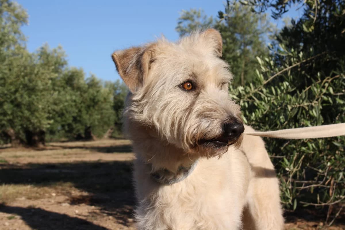 OKKIE, male Mixed Breed for adoption at Animales de Baeza