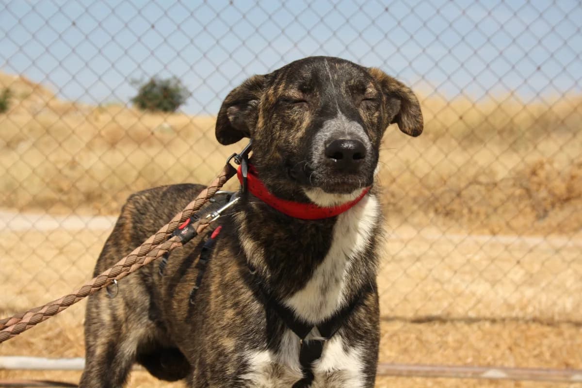 BROSEL, male Mixed Breed for adoption at Animales de Baeza