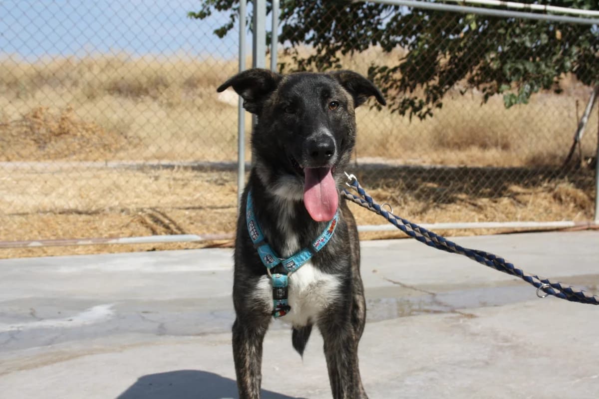 ERNI, male Mixed Breed for adoption at Animales de Baeza