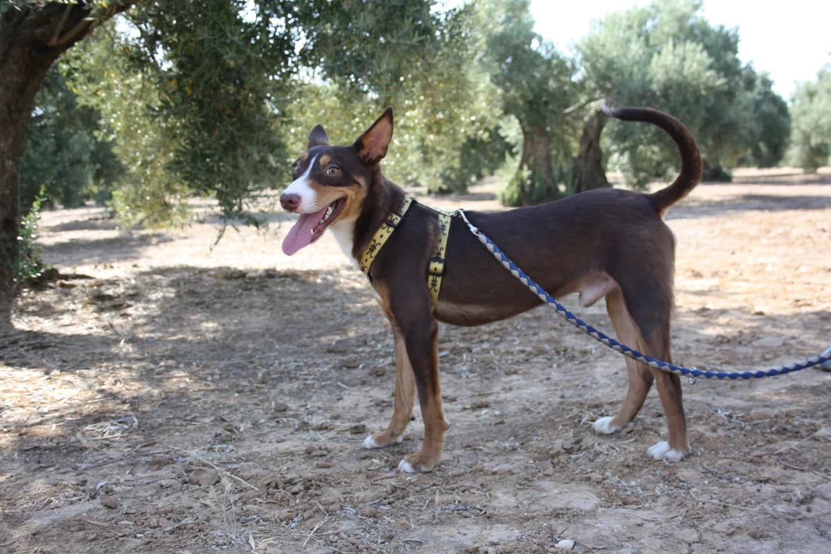 LOTUS, male Mixed Breed for adoption at Animales de Baeza