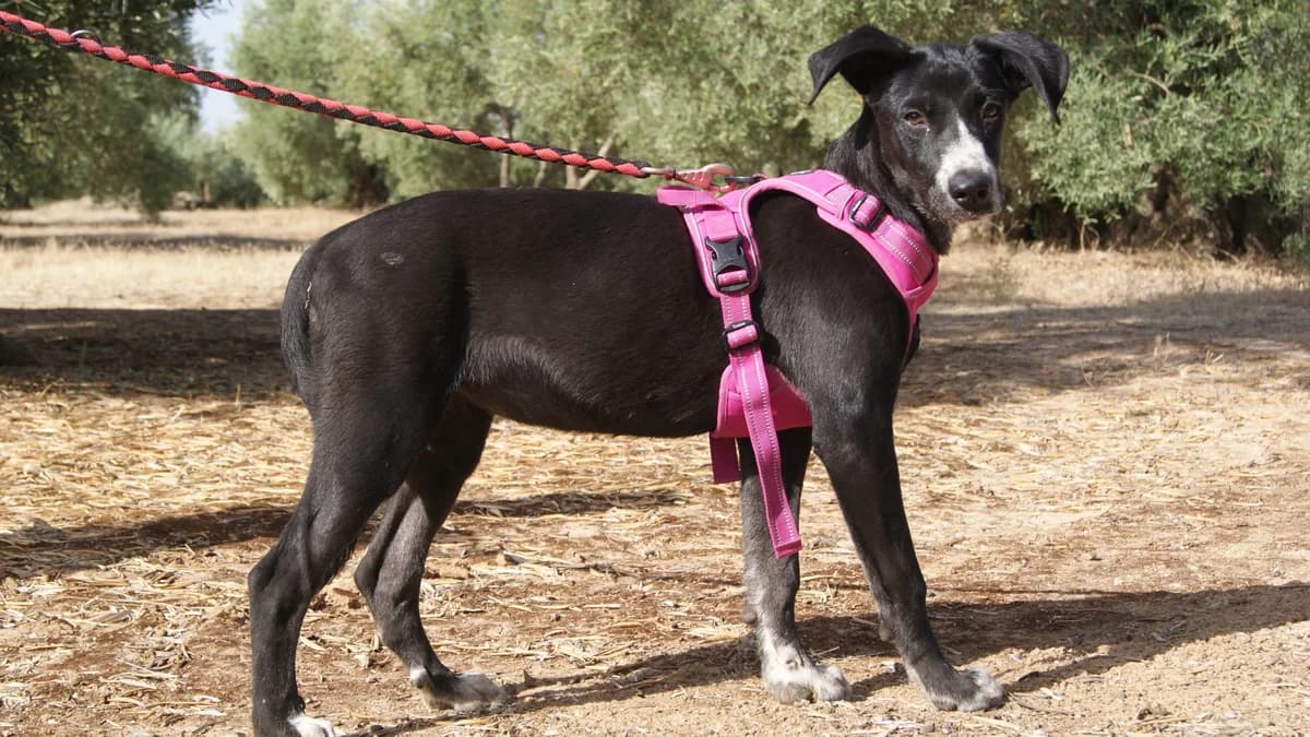 CORA, female Mixed Breed for adoption at Animales de Baeza