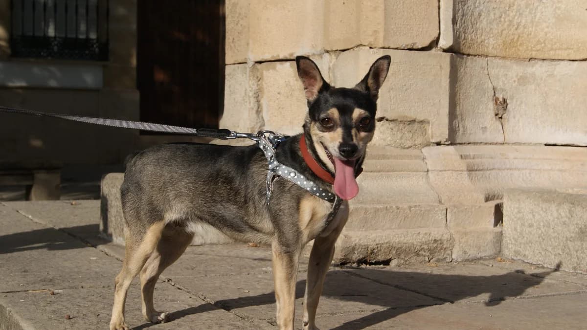 MINA, female Mixed Breed for adoption at Animales de Baeza