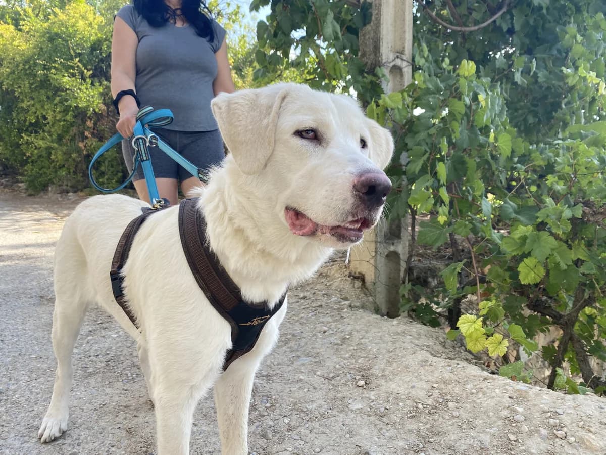 SELENA, female Mixed Breed for adoption at Animales de Baeza