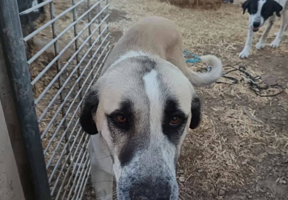 Ariel, female 3yo mixed breed for adoption at Animales Rioja