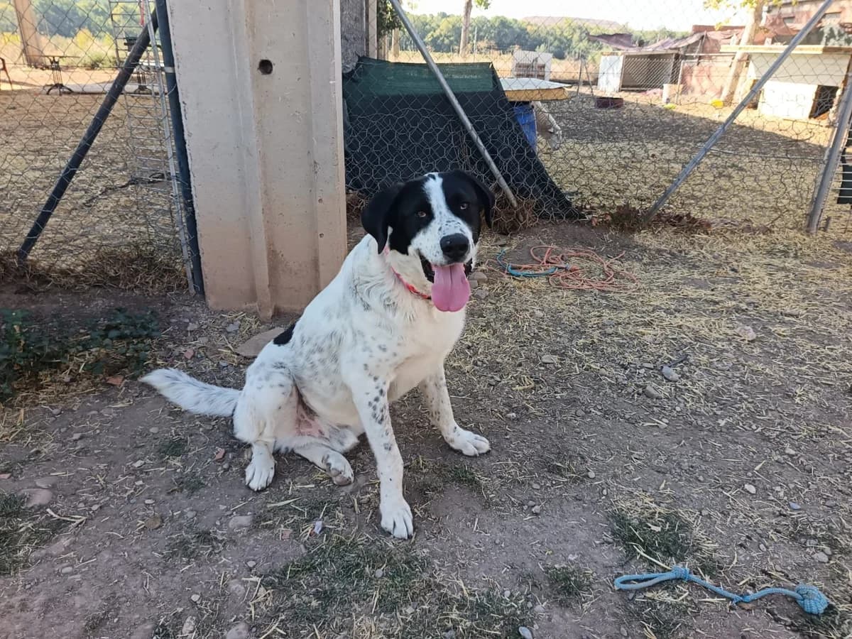 Bethoveen, male 3yo mixed breed for adoption at Animales Rioja