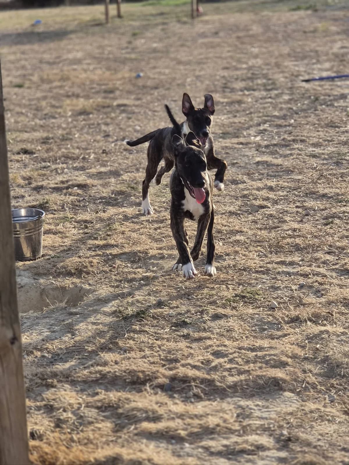 Bimbo, male puppy Mixed Breed for adoption at Animales Rioja