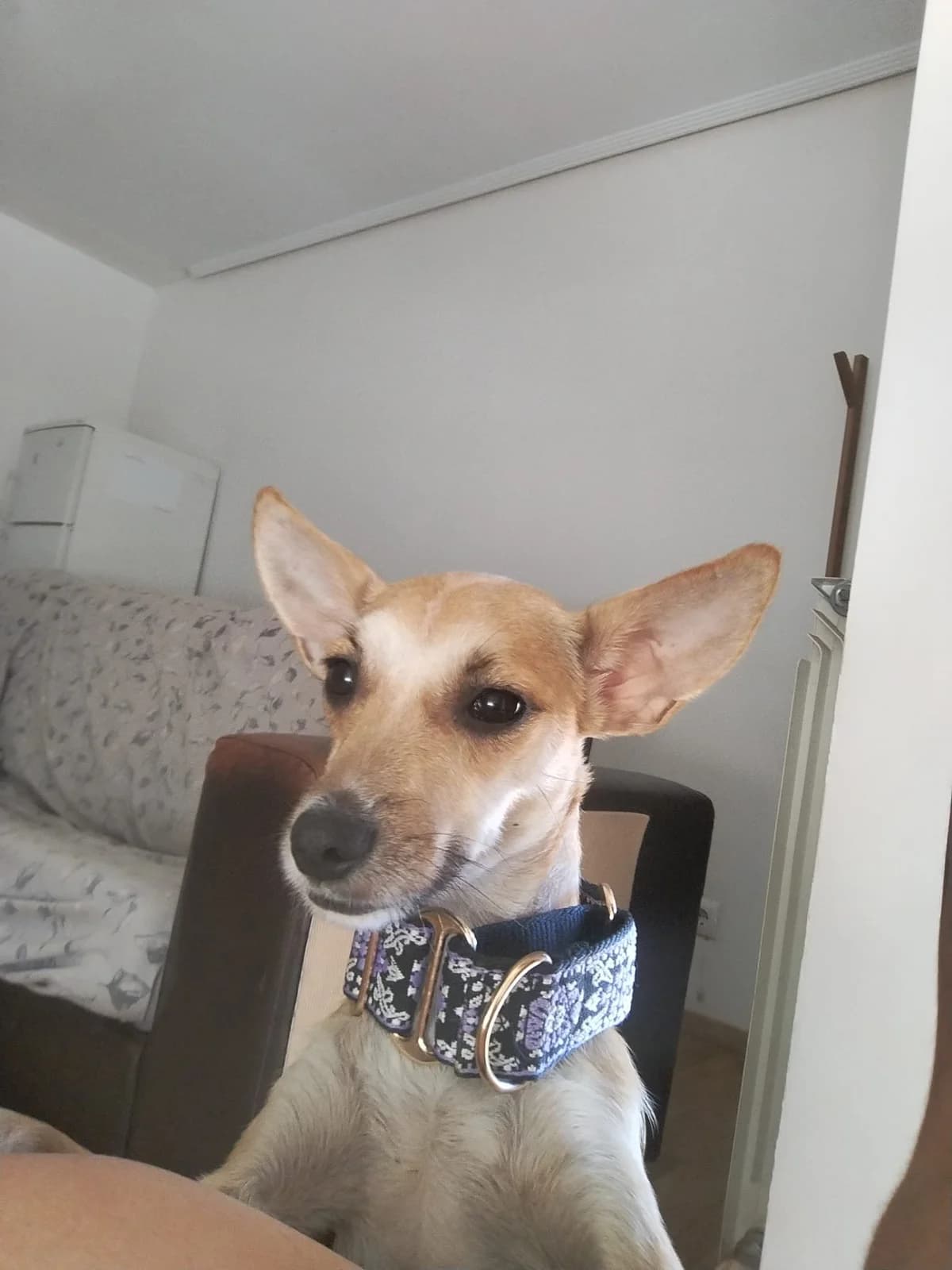 Bruji, female young Mixed Breed for adoption at Animales Rioja